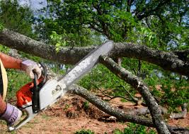 How Our Tree Care Process Works  in  Waipio Acres, HI