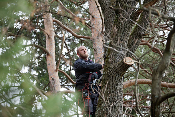 Best Tree Disease Treatment  in Waipio Acres, HI